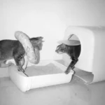 Caixa de areia: o guia para o gato usar e a casa não cheirar